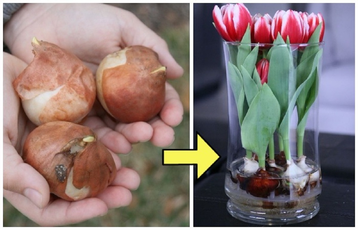 Цветы тюльпанов с луковицами что делать. Луковица тюльпана. Тюльпан растет из луковицы. Тюльпан из луковицы. Луковица тюльпана в горшочке.