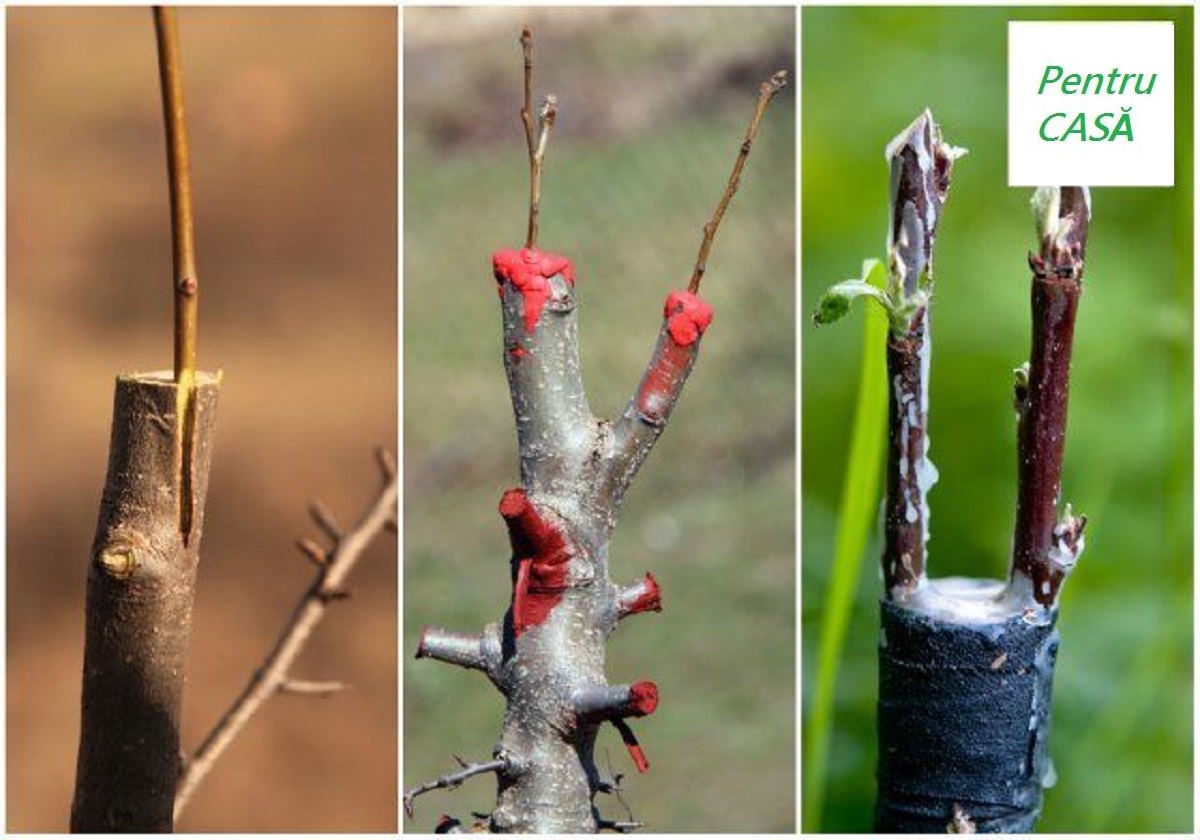 Sweat shake Southeast Altoirea pomilor primăvara: perioada potrivită și metode de altoire! -  Sfaturi pentru casă și grădină