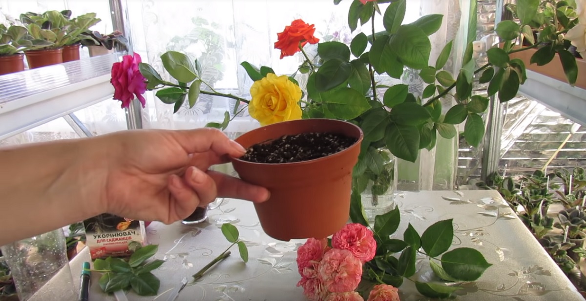 Înrădăcinarea trandafirilor tăiați (din buchete)! - Sfaturi pentru casă și grădină